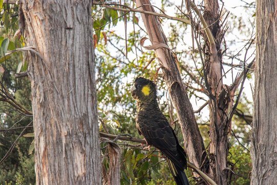black cockatoo tasmania australia
