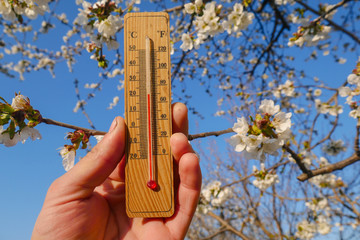 wooden thermometer in hand on a background of a blossoming tree