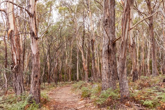 mysterious dry forest