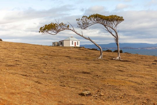 lone trees
