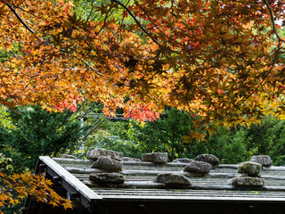 Red maple hovering above the roof of traditional Japanese house