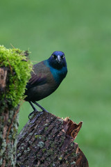 Male grackle preached on a moss covered stump looking straight at viewer