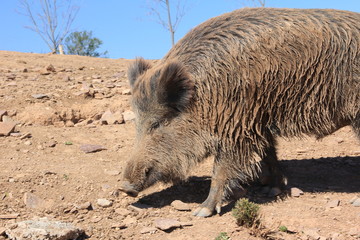 Fototapeta premium Hog