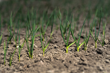 A bed of young green garlic shoots