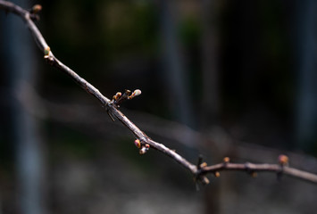 Grape Vine Bud