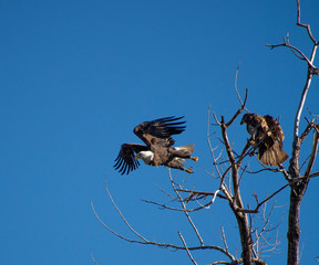 eagle in the sky