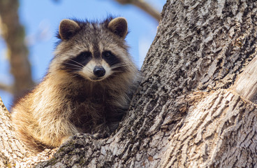 Closeup of a raccoon perched in the branches of a big old tree against a blue sky.