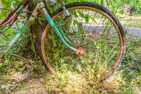 An old rusty bicycle rest against a tree. This Bicycle had seen better days.