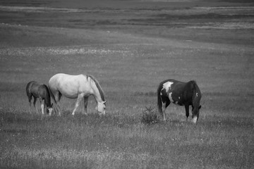 Caballos