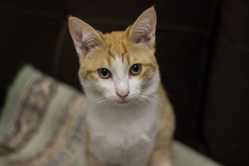 cat looking on the street wash, expression, friend, grass