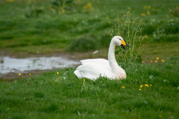 Iceland Birds Nature Animal Icelandic Duck Swan Mallard Duck Seagull