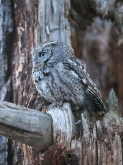 Eastern Screech Owl Closeup Portrait  