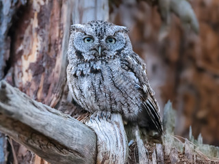 Eastern Screech Owl Closeup Portrait  