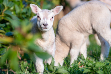 Naklejka na ściany i meble cheerful and playful herd of lambs in the ranch farm cattle animal selective focus blur