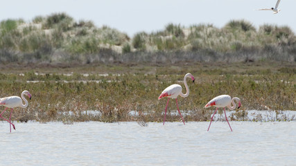 Flamingos in der Camargue