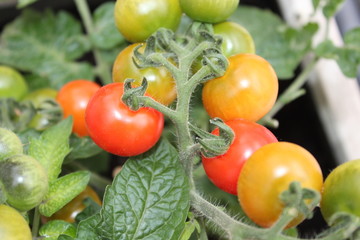 tomatoes and cucumbers