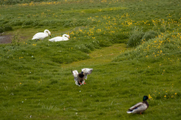 Fototapeta na wymiar Iceland Birds Nature Animal Icelandic Duck Swan Mallard Duck Seagull