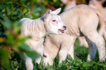 Obraz premium cheerful and playful herd of lambs in the ranch farm cattle animal selective focus blur