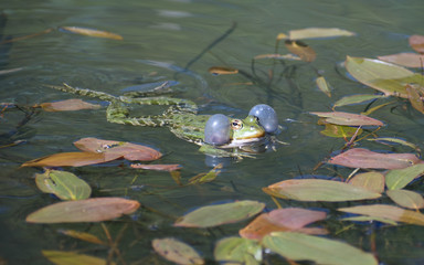 Marsh frog (Pelophylax ridibundus) swimming in a pond with inflated vocal sacs on either side of its head used to amplify its sound to attract mates or warn rivals. April in West Sussex countryside.