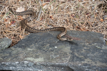 Viper crawling around in the woods looking for something to eat