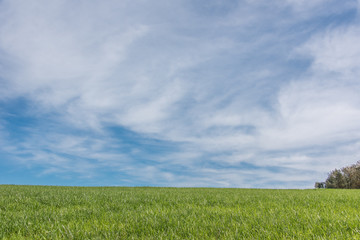 Green Grass On A Blue Sky