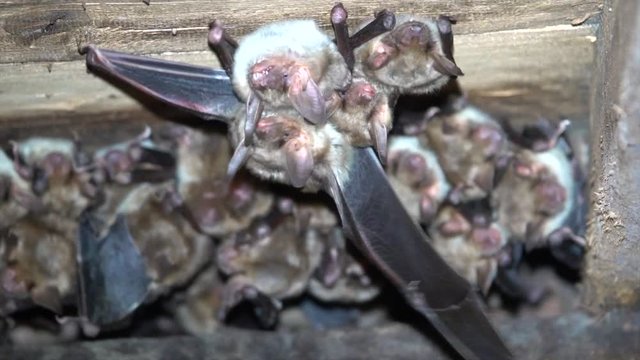 รูปภาพMyotis เลือกดูภาพถ่ายสต็อก เวกเตอร์ และวิดีโอ1,425 Adobe Stock