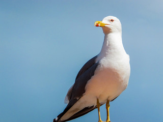 seagull on top of a lamppost
