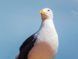 seagull on top of a lamppost