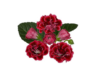 Crimson gloxinia flower bouquet isolated on white for postcard design - Powered by Adobe