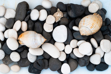 shells on black and white stones