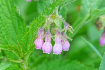 small pink buds wildflowers bluebells on a green branch with leaves on nature