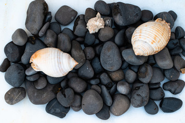 shells on black stones