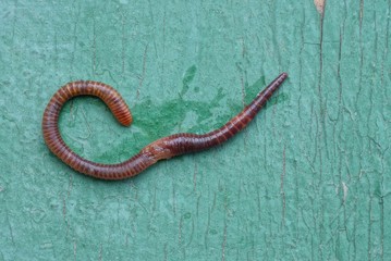 one red long worm lies on a green wooden board