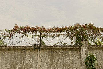 barbed wire on the concrete wall of the fence overgrown with vegetation against a gray sky