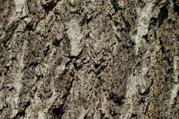 gray natural plant texture of dry tree bark