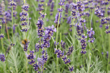 lavender flowers in the field