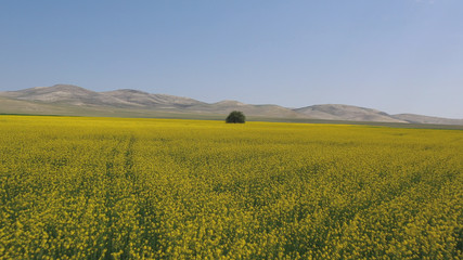 Beautiful yellow flowers and and one tree in field. Spring and summer landscape.    