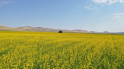 Obraz premium Beautiful yellow flowers and and one tree in field. Spring and summer landscape. 