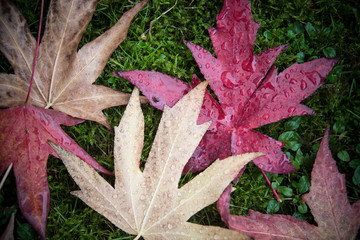 autumn leaves on the ground