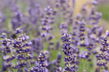 lavender field in region