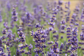 lavender flowers in region