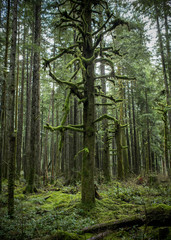 Mossy Cedar