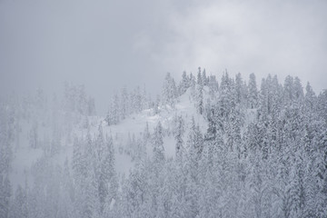 Moody Snowy Forest in the Clouds