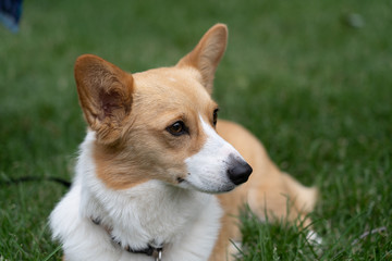 corgie on grass