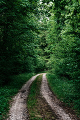 Obraz premium Path in the Rheinwald near Rheinau Germany.