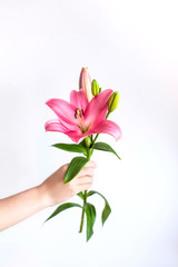 Woman man child hand holding give single pink lily flower on white background. Place for text.