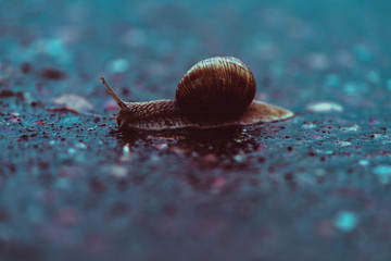 Close-up of a snail on a path during a rainy day.