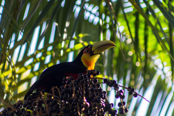 Tucan at palm tree in Mairipora state of Sao Paulo Brazil