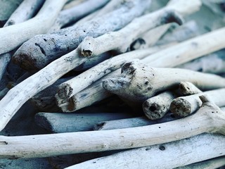 driftwood on the beach