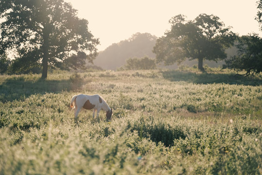Paint horse mare in rural Texas landscape grazing during summer sunrise on ranch.